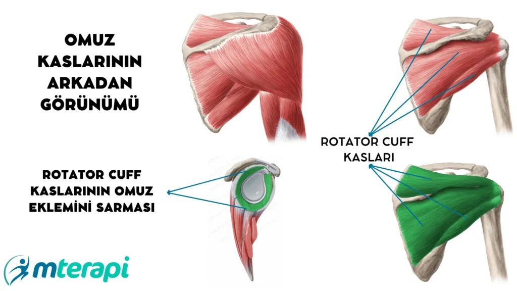 Rotator Cuff Anatomisi