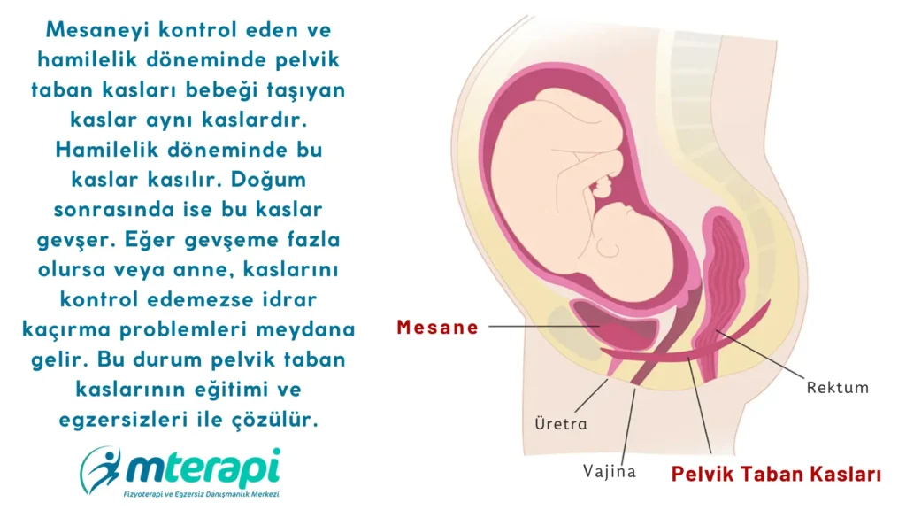 pelvik taban egzersizleri
